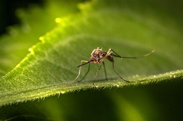 Аллерголог Давлятова посоветовала носить светлую одежду для защиты от комаров