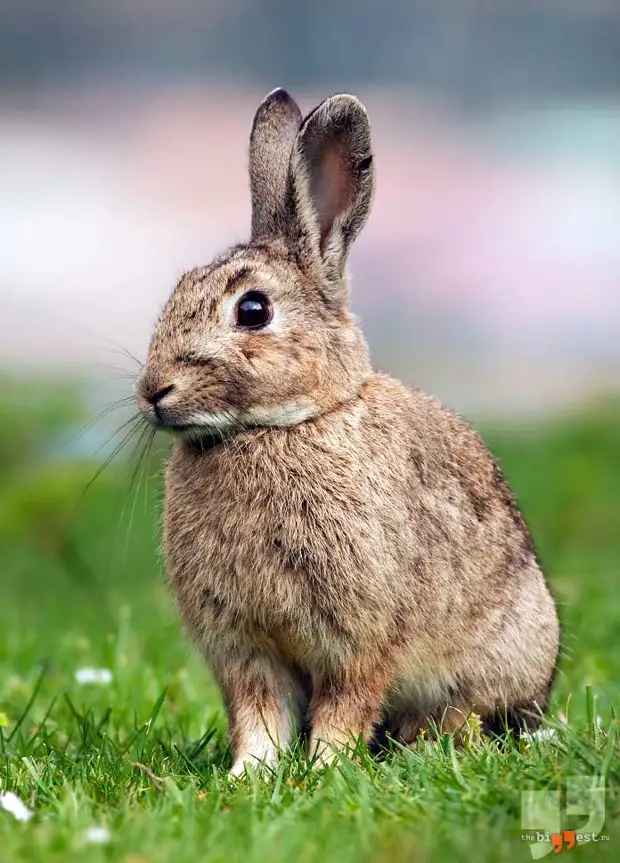 Lepus othus