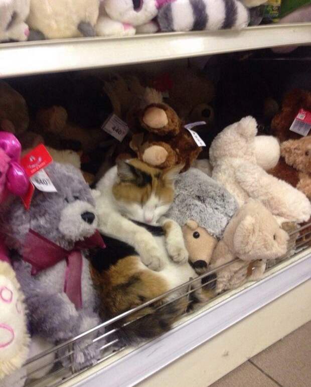 Лучшие приколы дня