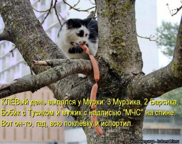 Котоматрицы (картинки с надписями)