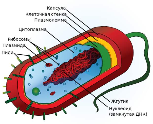 Строение типичной клетки прокариот / ©wikipedia