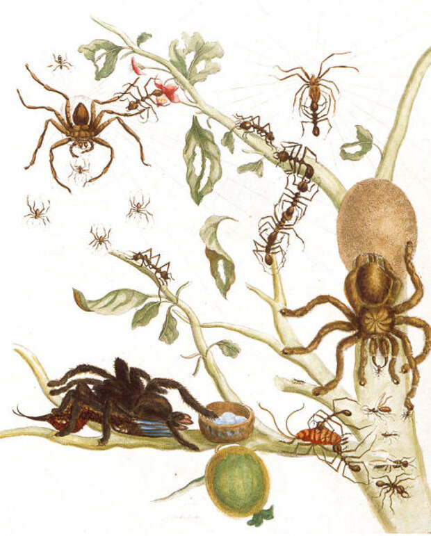 Мария С. Мериан, иллюстрация из книги «Metamorphosis insectorum surinamensium», 1705 г.