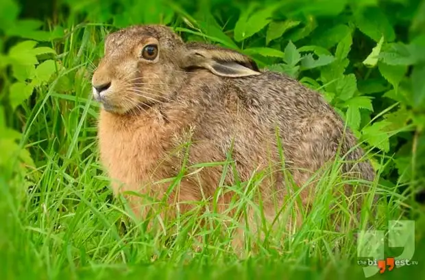 Lepus europaeus. CC0