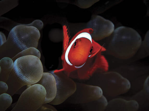 Блог - Изумительные снимки, победившие в конкурсе подводной фотографии Scuba Diving Изумительные снимки, победившие в конкурсе подводной фотографии Scuba Diving