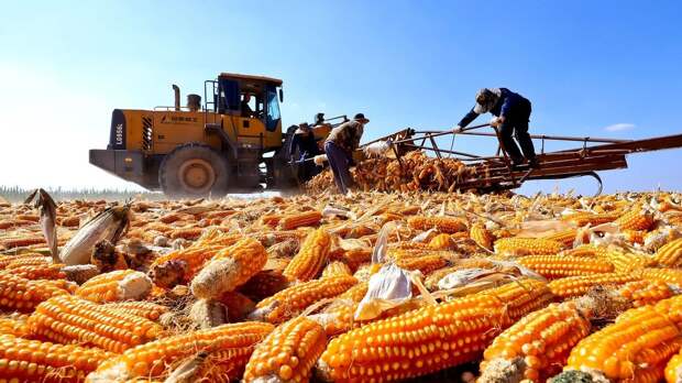 Чем занимается Минсельзоз, пока Россия превращается в сырьевой придаток китайско-казахстанского агрохолдинга