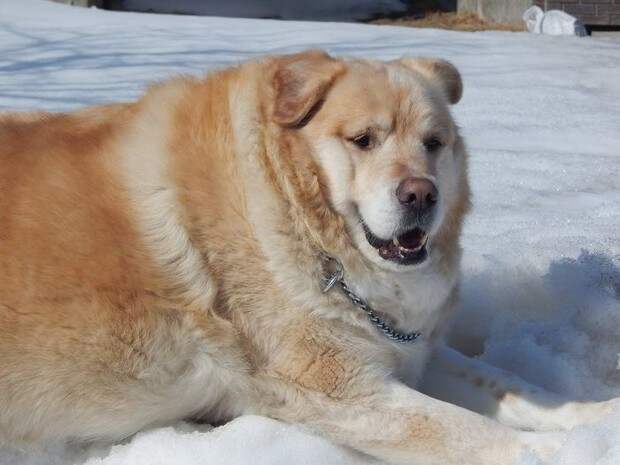 Фото №2 - «Он слишком толстый»: хозяин раскормил пса и решил его усыпить