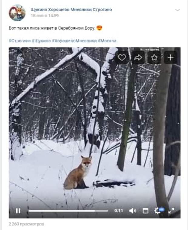 Жители обнаружили лису в Серебряном Бору