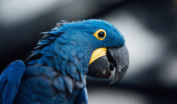 В Индии допросили попугая, но он не раскололся