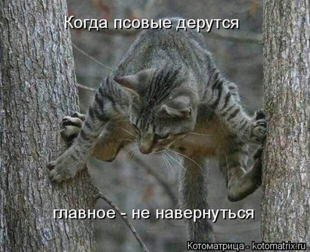 Лучшие котоматрицы недели