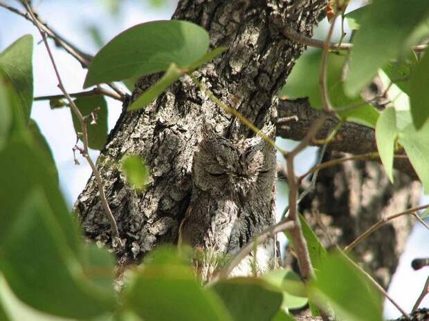 Совы-невидимки: 16 фото, на которых найти сову — задача не из легких