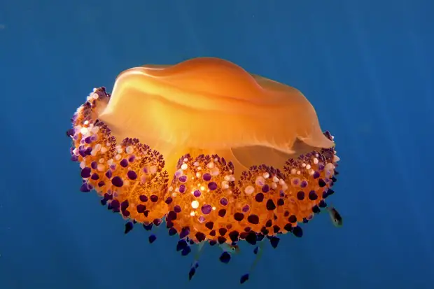  , ,  ,   