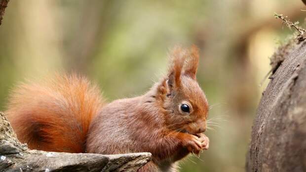 Почему у белки пушистый хвост: объяснение для детей и советы родителям