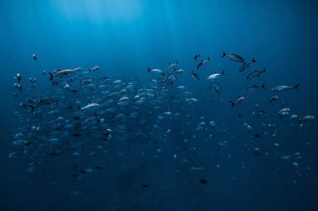 Обитатели океана на подводных снимках Жасмин Кэри