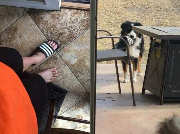 18 животных, которые перешли все границы дозволенного