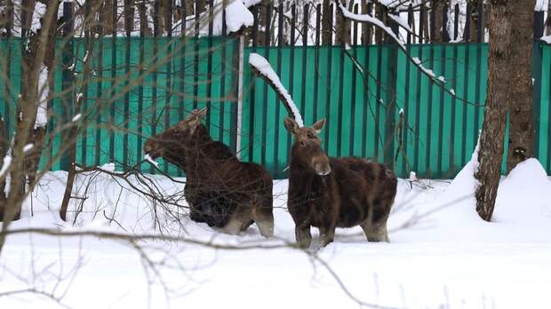 Двое лосей заблудились на стройке в Москве и при помощи спасателей вернулись в лесопарк