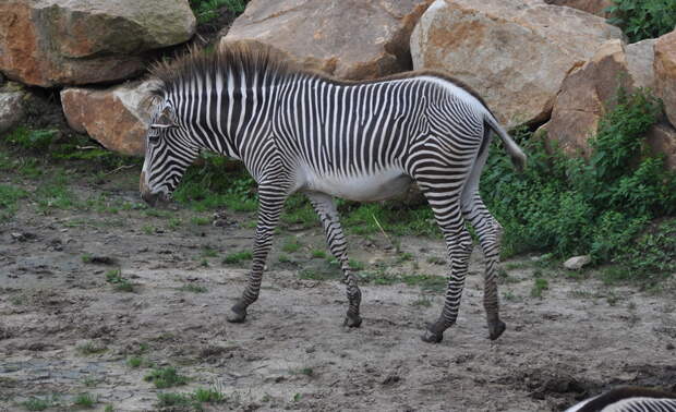 Так все же черная или белая: 10 интересных и удивительных фактов о зебрах