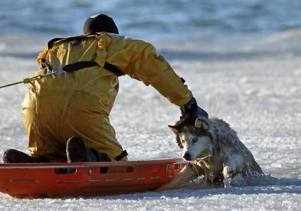 savingdog04 Спасение пса