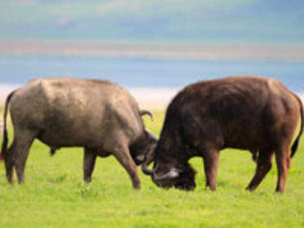 Клуб путешествий Павла Аксенова. Танзания. Buffalos in Ngorongoro conservation area, Tanzania. Фото Shalamov - Depositphotos