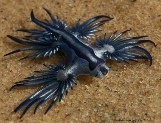 Голубой ангел (Glaucus atlanticus) (9 фото)