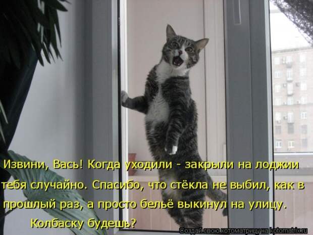 Лучшие котоматрицы недели (50 фото)