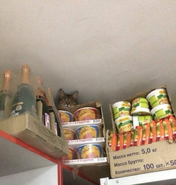 25 котиков, забравшихся в необычные места животные, котики, коты, юмор
