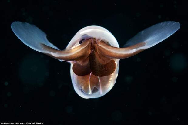 A sea butterfly in the Sea of Japan: The body of water off Russia's east coast is 'an amazing marine cocktail', says Mr Semenov