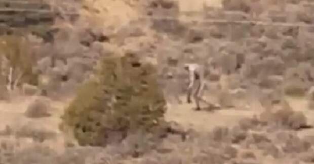 Существо передвигалось очень медленно. Странное существо сняли на видео в Португилии
