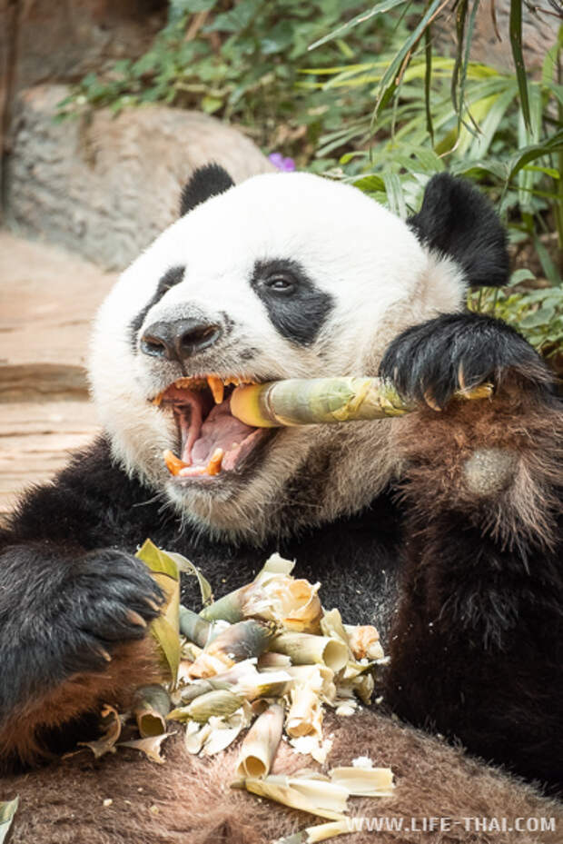 За поведением панды во время кормления. Кормление панды. Панда Чиангмай. Кормят панду. Зоопарк Бали Панда.