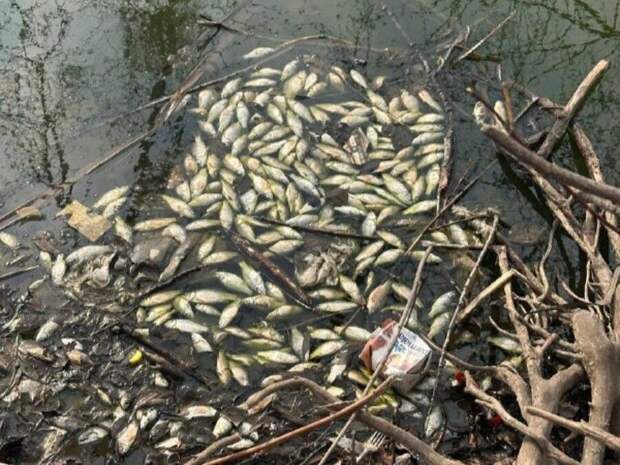 Массовый мор рыбы в Партизанске - прокуратура начала расследование