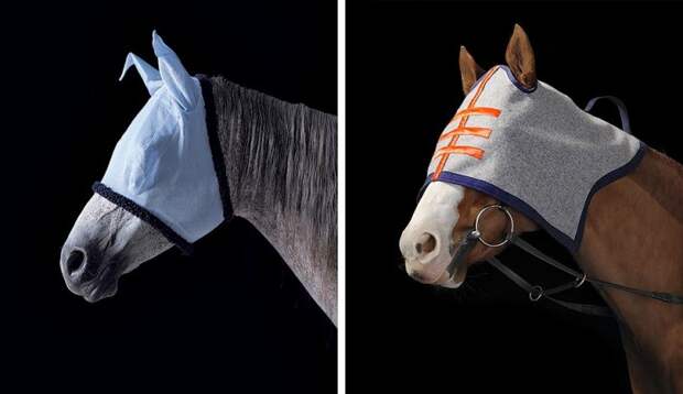 Фотопроект Equus: Красота Лошади