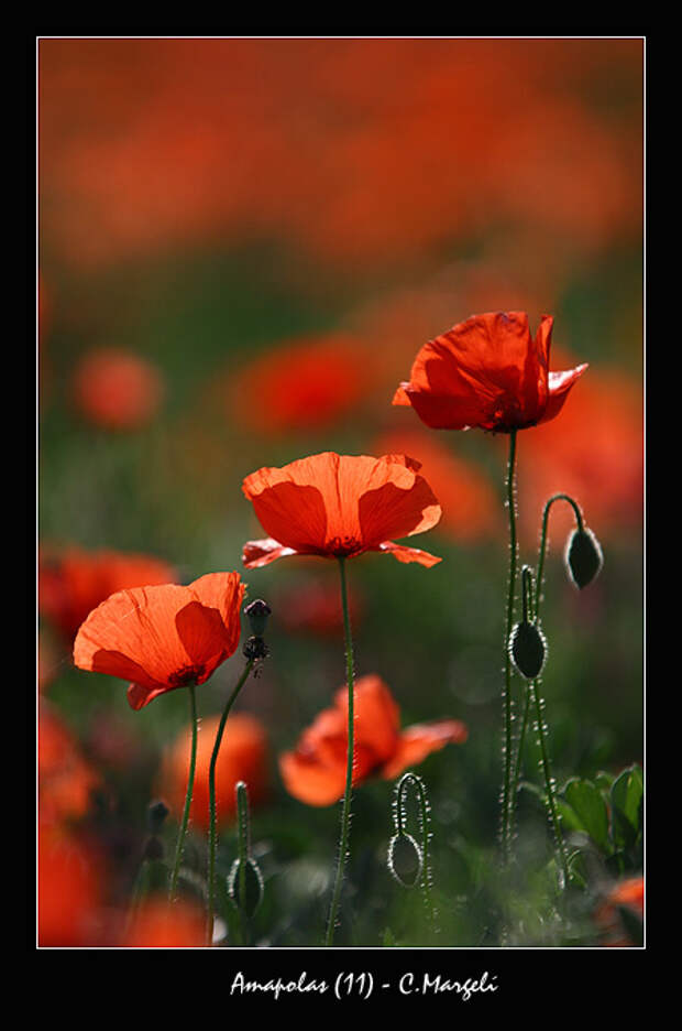 Amapolas /Bot poppies (11)