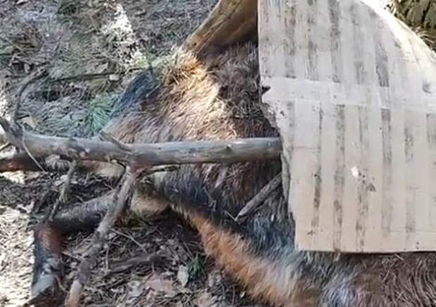 В Солотче у дороги нашли трупы баранов