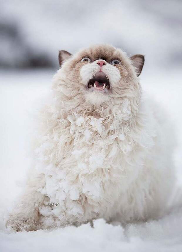 животные впервые в жизни видят снег (6)