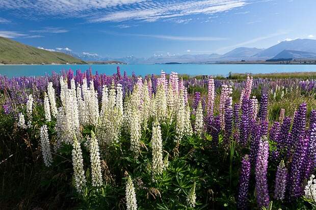 ozero-tekapo-12