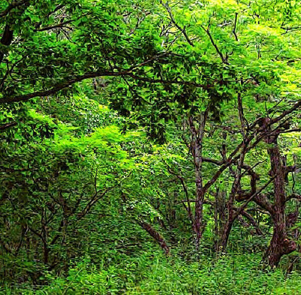 Леса на юге Азербайджана больше похожи на непроходимые джунгли