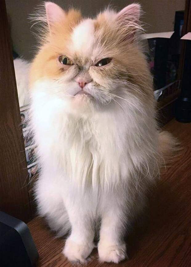 Сердитые котейки