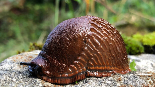 Испанский слизень: все, что нужно знать о моллюске, разрушающем нашу экосистему
