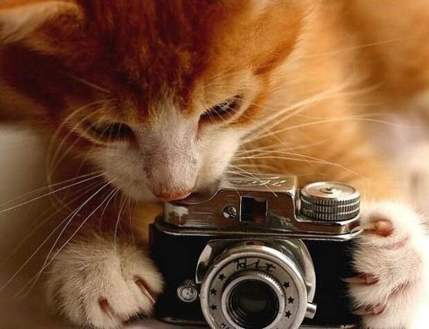 Животные-фотографы (30 фото)