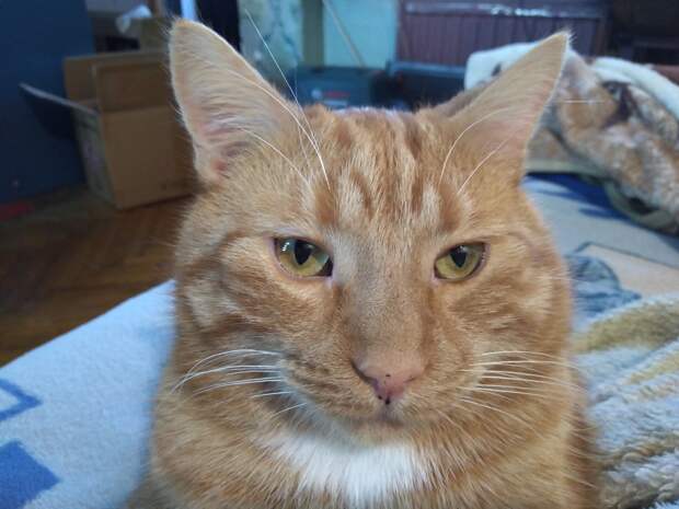 кот
