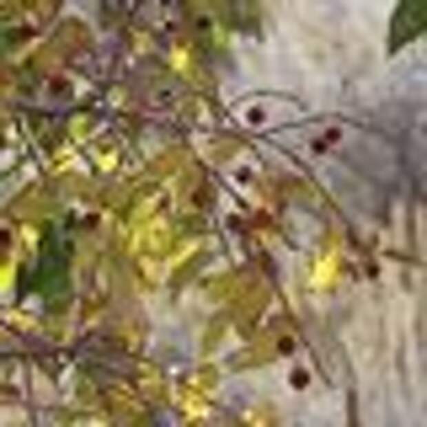 A hackberry tree in Utah.