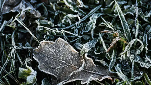 Синоптики дали прогноз по первым заморозкам в Московском регионе