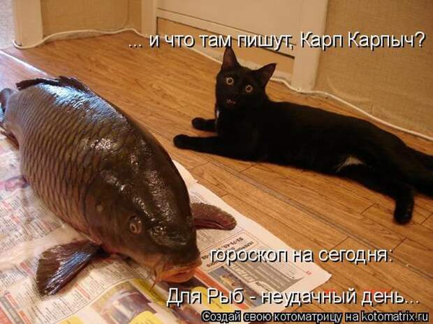 Лучшие котоматрицы недели (50 фото)