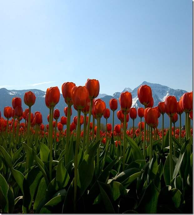 Red tulips