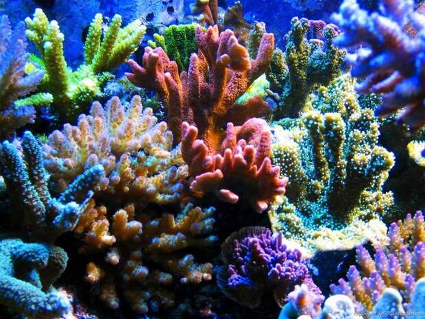 44754_240_278_ArtFile_ru (700x525, 110Kb)