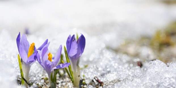 Весна начнется в феврале: климатолог предупредил москвичей о сдвиге сезонов на целый месяц