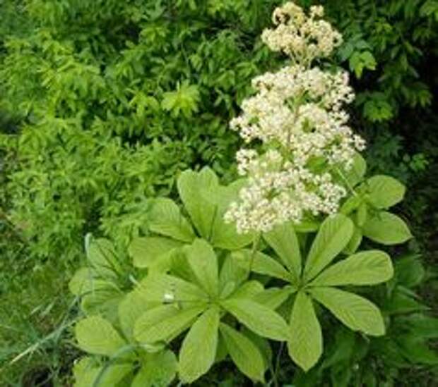 ФОТО Роджерсия каштанолистная