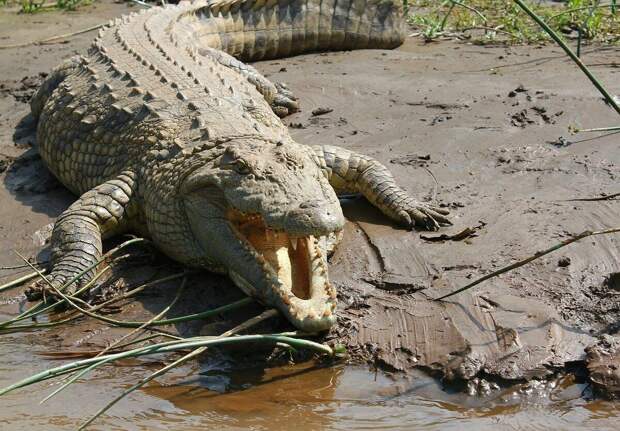 Говорят, что крокодилы - очень упорные создания. Куда до них каким-то ослам.