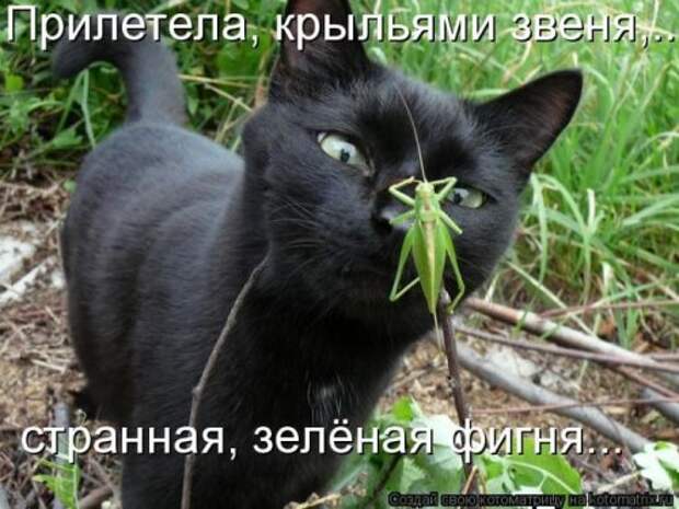 Пятничная котоматрица