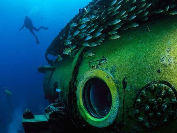 Удивительные жители подводного мира в фотографиях