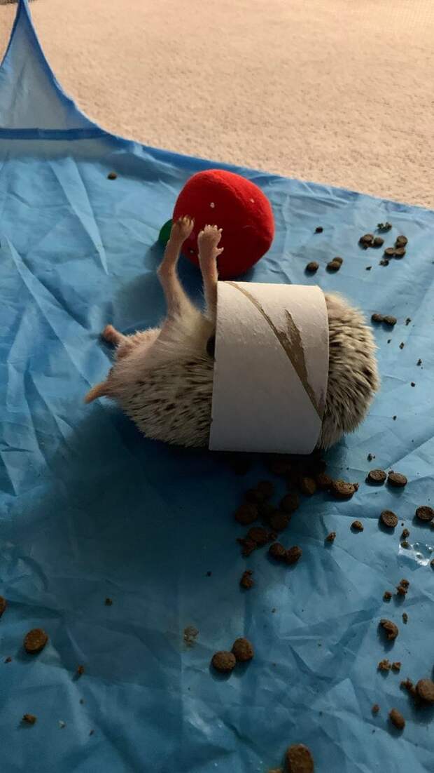 Забавные животные, которые застряли и попали в неловкую ситуацию